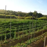 Chácara do Egito, na Igrejinha do Rodeador 32,8ha